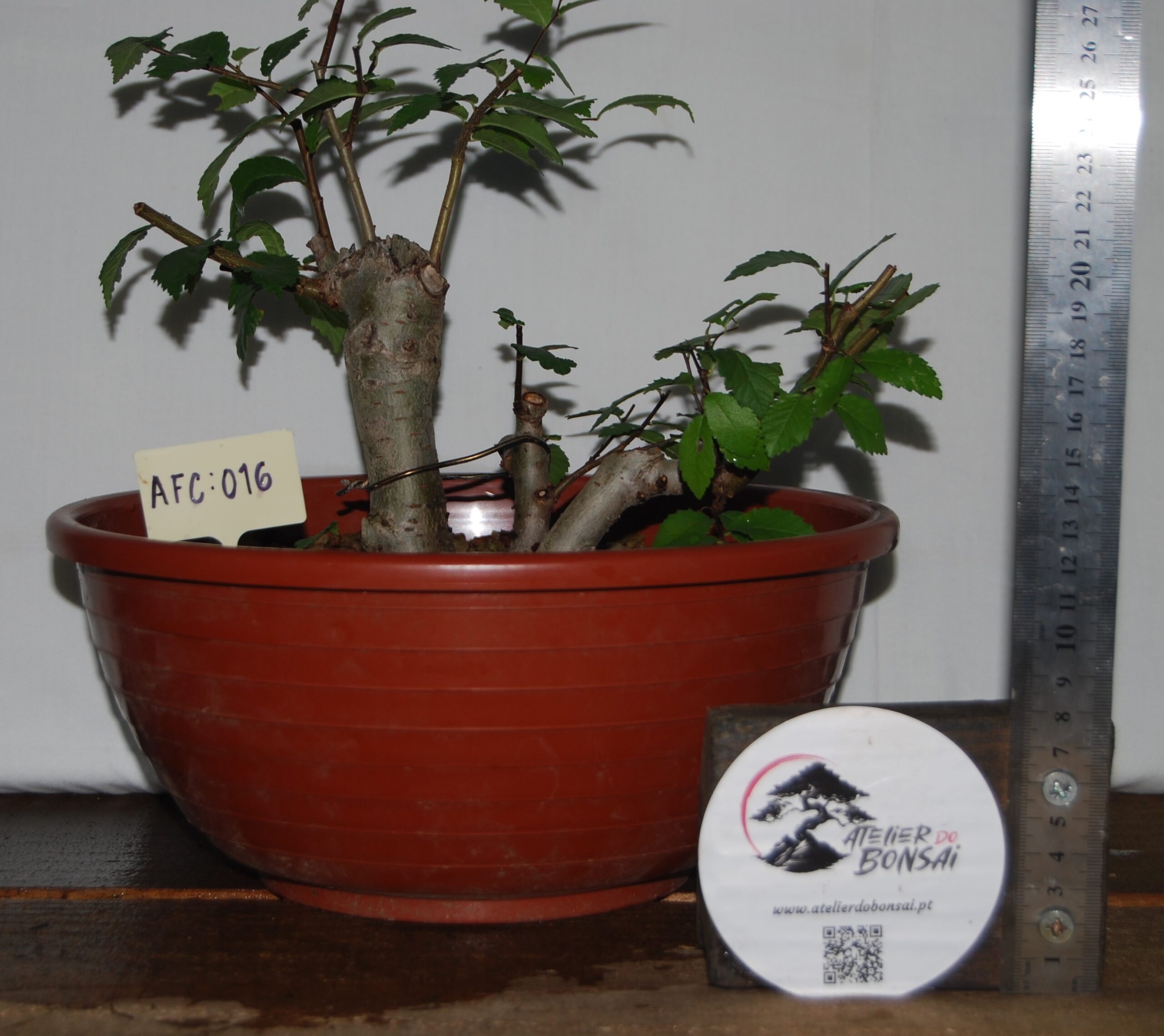 DSC_0278 Zelkova Multitrono Pequena - Image 1