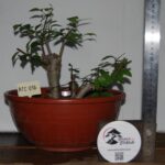 Zelkova Multitrono Pequena - Image 2