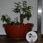 Zelkova Multitrono Pequena - Image 3