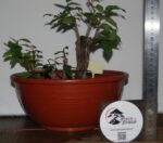 Zelkova Multitrono Pequena - Image 4