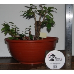 Zelkova serrata — Multitronco | 30 cm - Image 4