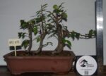 Zelkova Estilo Valsa 3 Árvores