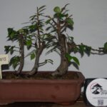 Zelkova Estilo Valsa 3 Árvores