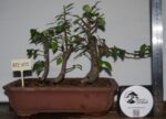 Zelkova Estilo Valsa 3 Árvores - Image 2