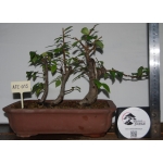 Zelkova serrata — Estilo Valsa | 3 Árvores | 29 cm - Image 2