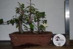 Zelkova Estilo Valsa 3 Árvores - Image 3