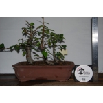 Zelkova serrata — Estilo Valsa | 3 Árvores | 29 cm - Image 3