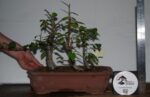 Zelkova Estilo Valsa 3 Árvores - Image 4
