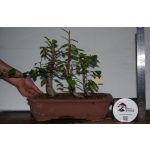 Zelkova serrata — Estilo Valsa | 3 Árvores | 29 cm - Image 4