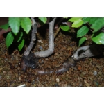 Zelkova serrata — Estilo Valsa | 3 Árvores | 29 cm - Image 5