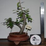 Zelkova Estilo Moyogui