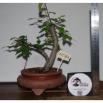 Zelkova serrata — Moyogui | 30 cm - Image 2