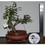 Zelkova serrata — Moyogui | 30 cm - Image 3