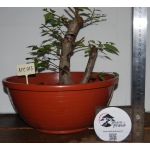 Zelkova serrata — Duplo Tronco | 36 cm - Image 2