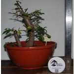 Zelkova serrata — Duplo Tronco | 36 cm - Image 3