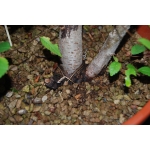 Zelkova serrata — Duplo Tronco | 36 cm - Image 4