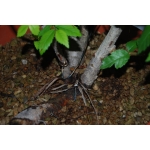 Zelkova serrata — Multitronco | 3 Troncos | 30 cm - Image 3