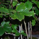 Plantas para Florestas - Fagus Silvatica