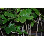 Plantas para Florestas - Fagus Silvatica