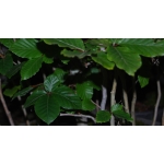 Plantas para Florestas - Fagus Silvatica - Image 3
