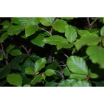 Plantas para Florestas - Fagus Silvatica - Image 4