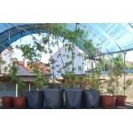 Plantas para florestas Acer Palmatum - Image 4