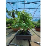 🍁 Acer palmatum Moyogi — AFC:031 - Image 9