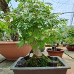 Acer Palmatum Estilo Moyogui