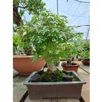🍁 Acer palmatum Moyogi — AFC:031