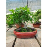 🍁 Acer palmatum — AFC:032 - Image 5