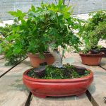Acer Palmatum Estilo Moyogui