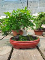 Acer Palmatum Estilo Moyogui