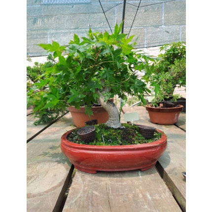 🍁 Acer palmatum — AFC:032