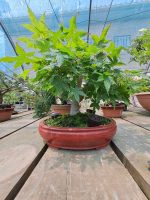 Acer Palmatum Estilo Moyogui - Image 6