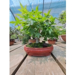 🍁 Acer palmatum — AFC:032 - Image 6