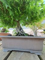 ACER PALMATUM AGARRADO A ROCHA - Image 7