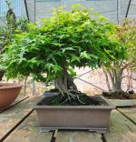 ACER PALMATUM AGARRADO A ROCHA