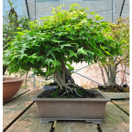🍁 Acer palmatum Agarrado à Rocha — AFC:038