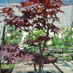 Acer Palmatum