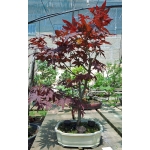 🍁 Acer palmatum — AFC:034