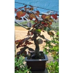 🌸 Olaia — Cercis siliquastrum | Moyogui | 80 cm - Image 4