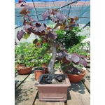 🌸 Olaia — Cercis siliquastrum | Moyogui | 80 cm - Image 5