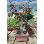 🌸 Olaia — Cercis siliquastrum | Moyogui | 80 cm
