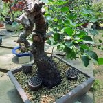 PRUNUS