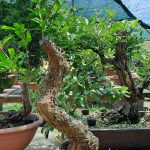 PRUNUS GRANATUM