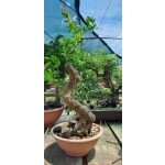 Romãzeira Yamadori | Punica granatum—AFC:041