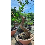 Romãzeira Yamadori | Punica granatum—AFC:041 - Image 5