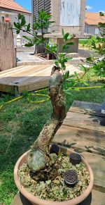 PRUNUS GRANATUM - Image 6