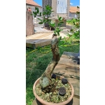 Romãzeira Yamadori | Punica granatum—AFC:041 - Image 7