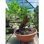 Romãzeira Yamadori | Punica granatum—AFC:042 - Image 4